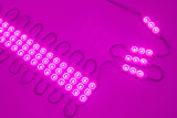 Magenta Pink Super Bright S5630 series LED Light Modules